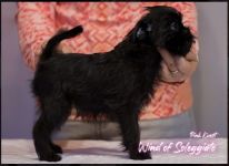Pink Kvest Wind of Soleggiato 2 month