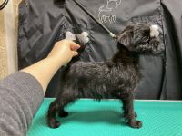 Pink Kvest Wind of Soleggiato 2,5 month