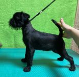 Pink Kvest Wind of Soleggiato 3,5 month