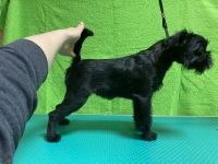 Pink Kvest Wind of Soleggiato 5 month