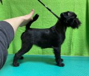 Pink Kvest Wind of Soleggiato 5,5 month