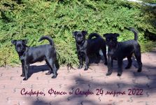Pink Kvest Wind of Soleggiato 5,5 month