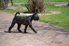 Pink Kvest Wind of Soleggiato 7 month