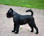 Pink Kvest Wind of Soleggiato 8 month