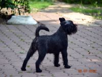 Pink Kvest Wind of Soleggiato 8 month