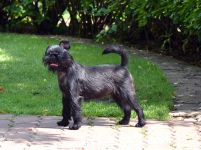 Pink Kvest Wind of Soleggiato 8 month