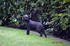 Pink Kvest Wind of Soleggiato 8 month