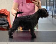 Pink Kvest Wind of Soleggiato 11 month