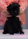 Pink Kvest Wind of Soleggiato 2 month