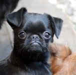 ���� 4,5 ������