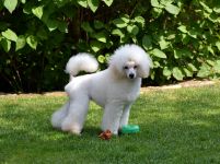 ���� 6 �������